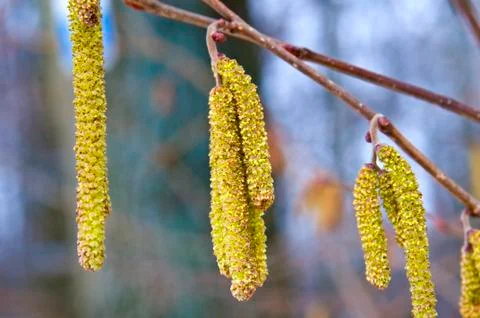 Hazelnut bloom Stock-Fotos