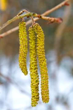 Hazelnut bloom Stock Photos