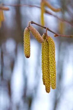 Hazelnut bloom Stock-Fotos