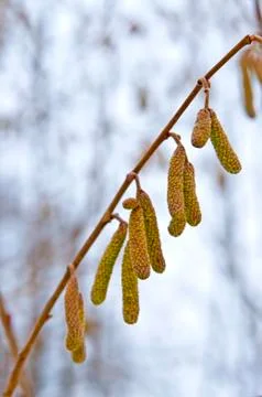 Hazelnut bloom Stock Photos