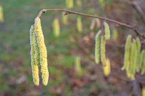 Hazelnut bloom Stock Photos