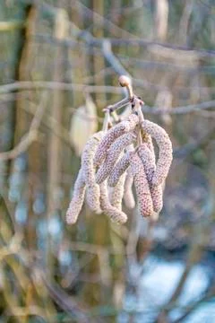 Hazelnut bloom Stock Photos