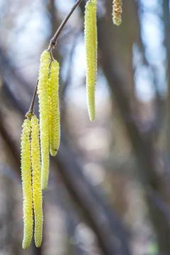 Hazelnut bloom Stock Photos