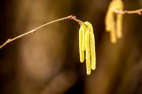Hazelnut bloom in winter in Germany Stock Photos