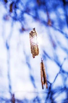 Hazelnut blossom in back light Stock Photos