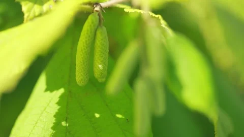 Hazelnut blossom closeup Stock Footage 139819306