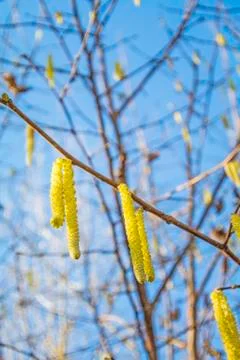 Hazelnut blossom Stock Photos