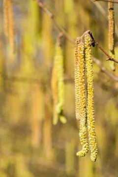 Hazelnut blossom Stock Photos
