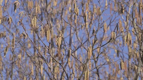 Hazelnut blossom in winter Stock Footage 232263364