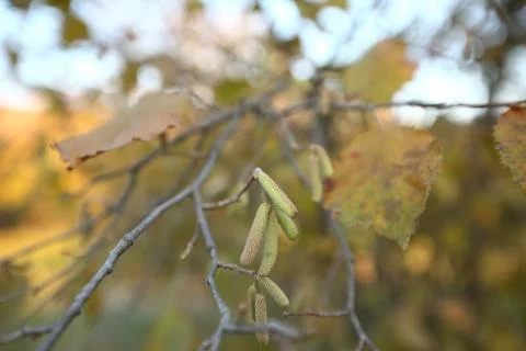 The hazelnut blossoms hang from a hazelnut bush as harbingers of spring . haz Stock Photos