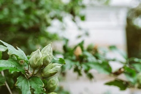 Hazelnut on blurred background Stock Photos