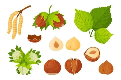 Hazelnut botanical vector elements set with catkins, branches and leaves Stock Illustration