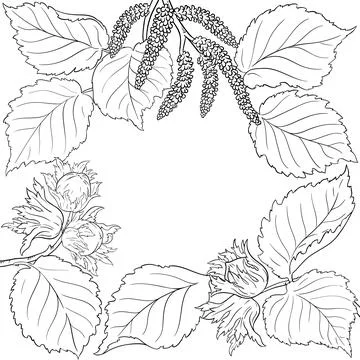 Hazelnut Branch with Nuts Outline Frame Illustrazione stock