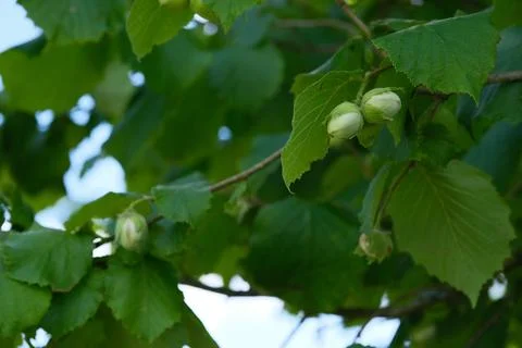 Hazelnut branch with young nuts and green leaves Stock Photos