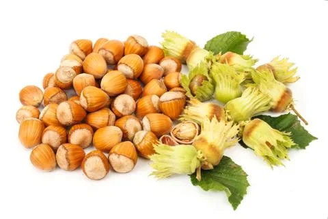 Hazelnut bunch Stock Photos