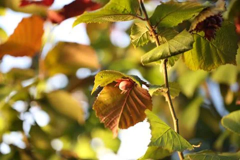 Hazelnut bush forest Stock Photos