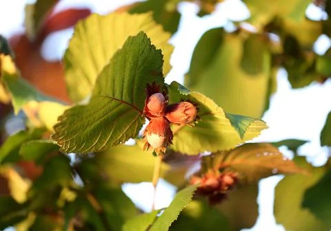 Hazelnut bush forest Stock Photos