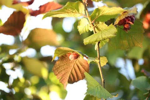 Hazelnut bush forest Stock Photos