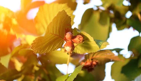 Hazelnut bush forest Stock Photos