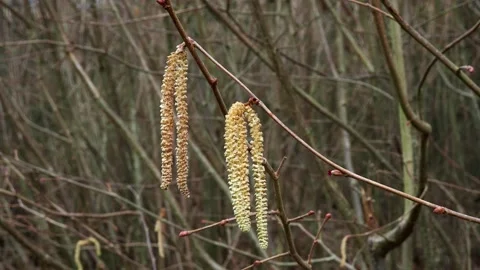 A hazelnut catkin hanging from a hazelnut tree. Stock Footage 233961404