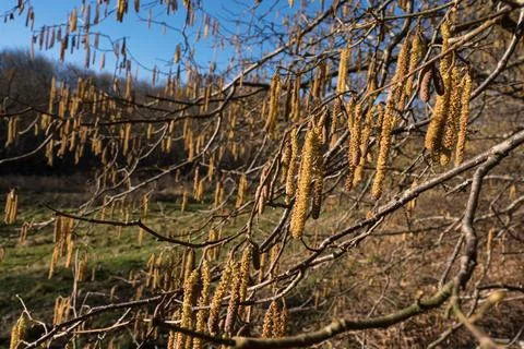 Hazelnut catkins in early spring Stock Photos