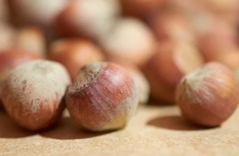 Hazelnut close up on a brown background Stock Photos