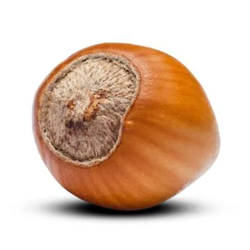 Hazelnut close-up isolated on white background. Clipping path Stock Photos