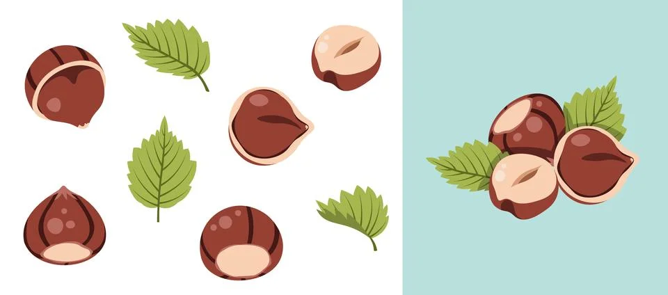 Hazelnut collection flat vector set, in shell and peeled with leaves, isolated Illustrazione stock