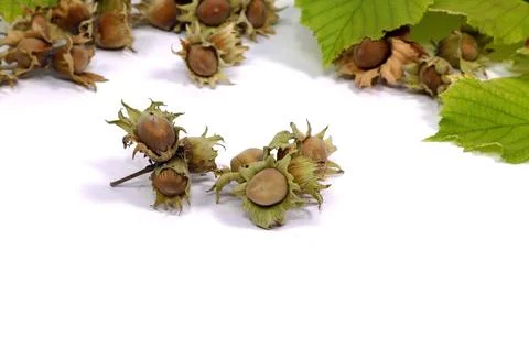Hazelnut with a cup close-up on a white background. Stock Photos