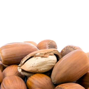 Hazelnut cutout Stock Photos