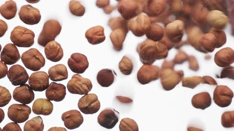 Hazelnut falling on a transparent background, bottom view. Walnuts on white Stock Footage 160856024