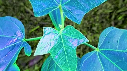 Hazelnut is fertile cinematic Stock Footage 221876609
