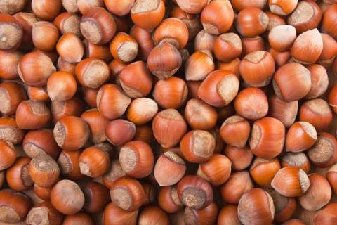 Hazelnut food Stock Photos