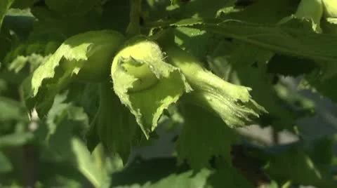 Hazelnut, Video stock 11286280