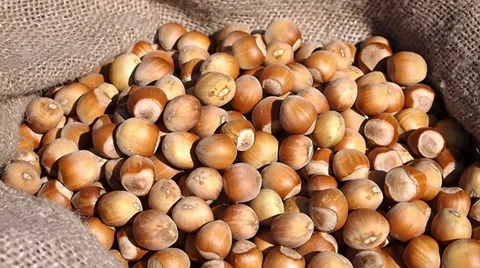 Hazelnut 動画素材 29322631