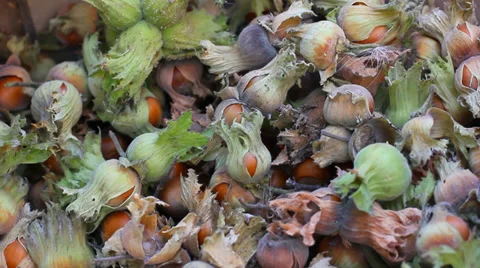 Hazelnut Stock Footage 30423872