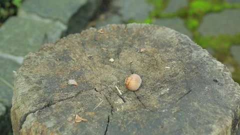 Hazelnut Stock Footage 139819314