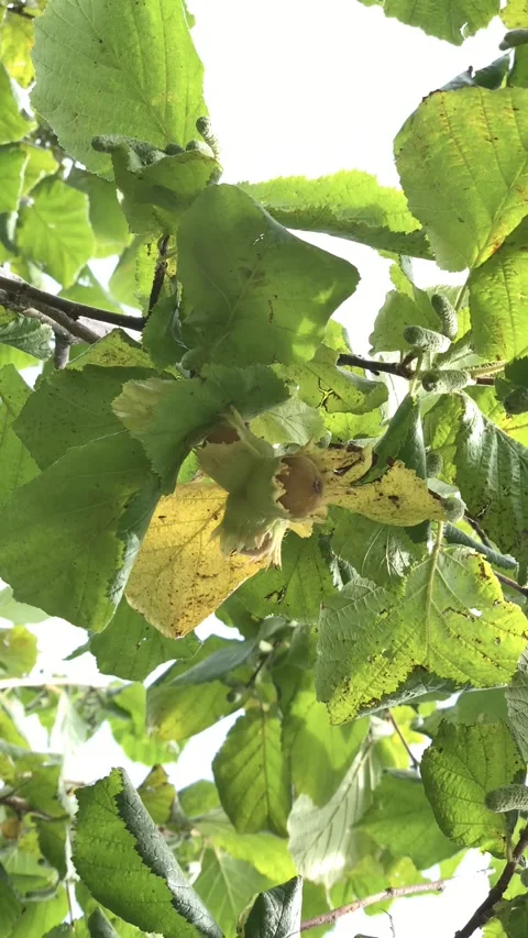 Hazelnut Stock Footage 319403153