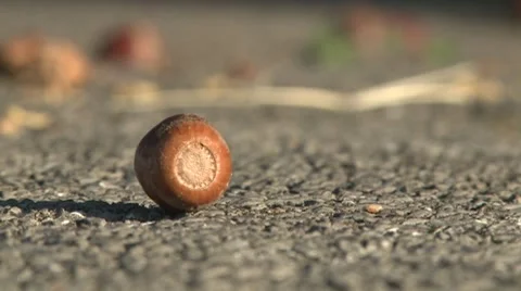 Hazelnut fruit falls on another Video stock 8693296