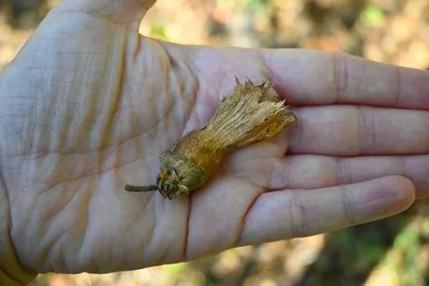 Hazelnut fruit in a hand Stock-Fotos