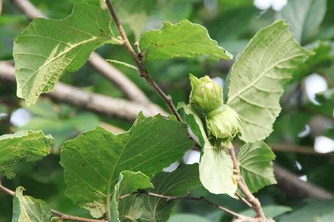 Hazelnut fruit ripening on the tree Stock Photos