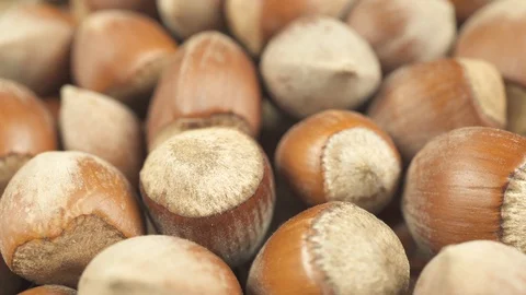 Hazelnut fruits, motion over nuts close up Stock Footage 103279340