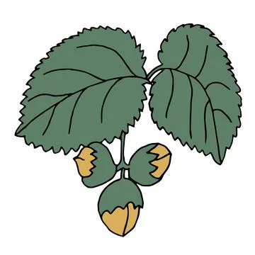Hazelnut with green leaf Stock Illustration