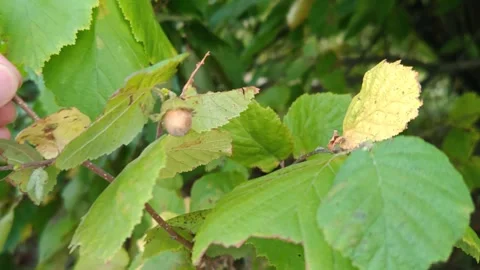Hazelnut growing on a green bush Stock Footage 317649241