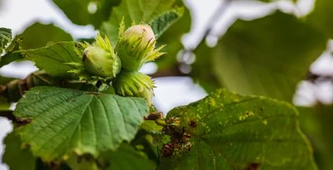 Hazelnut growing on a tree in summer. Stock Photos