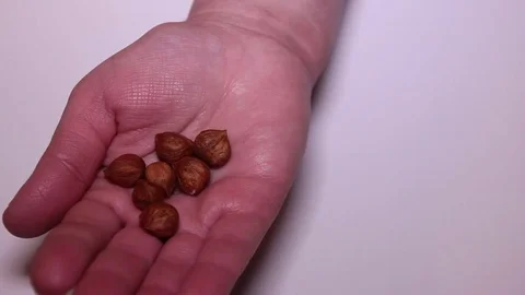 Hazelnut In Hand, Close Up Stock Footage 83637117