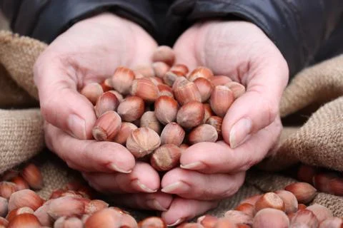 Hazelnut in hands Stock Photos