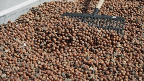 Hazelnut harvest crop. Rake moves a freshly harvested hazelnut crop in a farm Stock Footage 260341332