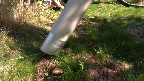 Hazelnut Harvesting Machine Collecting Nuts From Orchard Ground Stock Footage 345491204