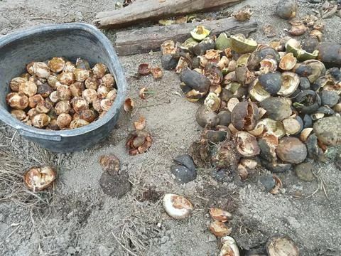 Hazelnut that has been dried and cracked from its shell to be sold or used .. Stock Photos
